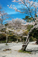 Fototapeta na wymiar Blossoming sakura trees in an ornamental garden, pastel colors with dreamy feel