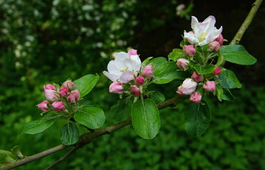 Apfelblüte,Apfelbaum,Appleblossom,Appletree