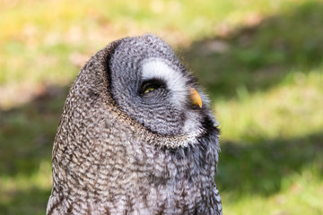 The beautiful great grey owl posing and facing