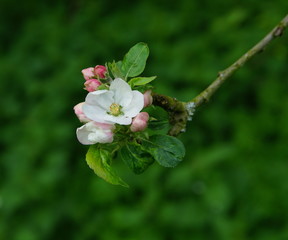 Apfelblüte,Apfelbaum,Appleblossom,Appletree