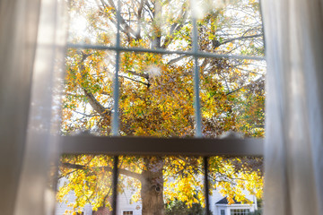Virginia yellow autumn view through window of colorful oak leaf foliage in northern VA with tree leaves behind glass window blinds curtains and sunlight - Powered by Adobe
