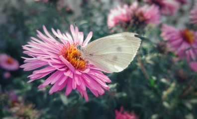 Wite butterfly on a pink flower 1