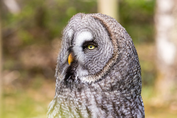 The beautiful great grey owl posing and facing
