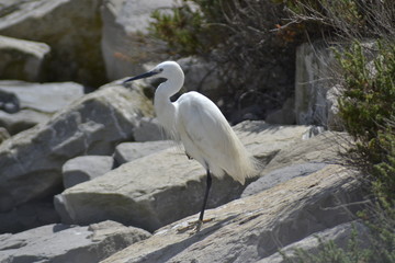 Garzetta della Camargue, parco ornitologico, Les Saintes Maries De La Mer, Provence, Sud France