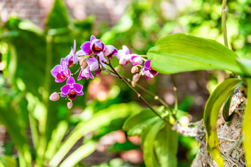 Key West, USA background of purple orchid flowers in old fortress fort Martello Tower garden with...