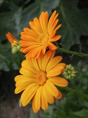 Yellow flowers in the garden. Calendula close-up.