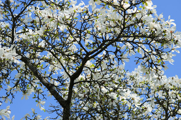 A white Magnolia tree in full flower in the spring sunshine.  Taken in Cardiff, South Wales, UK