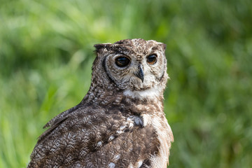 The beautiful milky eagle owl posing and facing
