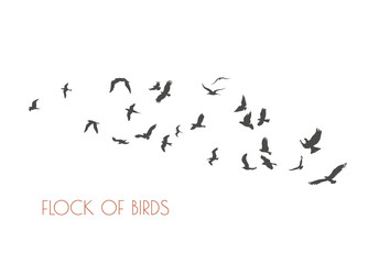 figures flock of flying birds on white background