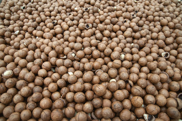 Heap of macadamia nut with shell.