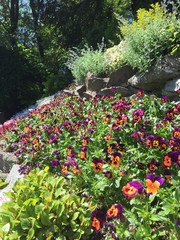 flowers in the garden