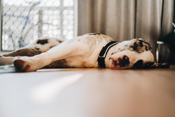 great dane,