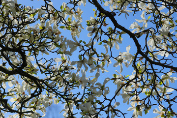 A white Magnolia tree in full flower in the spring sunshine.  Taken in Cardiff, South Wales, UK