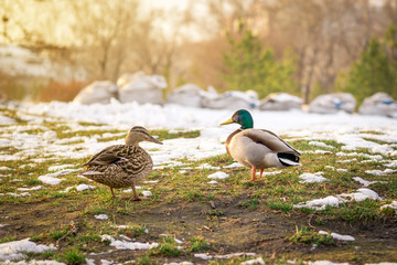 two ducks in the wild in the snow in the sunlight