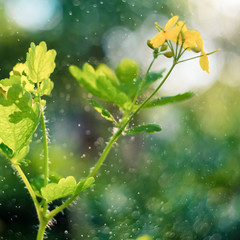 Blurry background by many yellow flower in the field on morning.