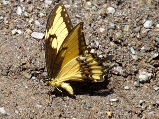 butterfly on leaf