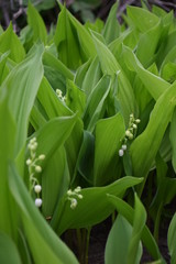 green leaves of plant