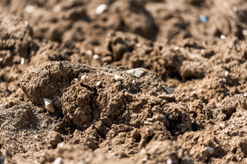 Umbria or Tuscany, Italy in Assisi farm town with closeup of fertilizer and brown plowed soil ground dirt landscape in autumn late summer
