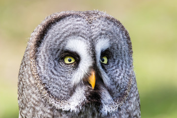 The beautiful great grey owl posing and facing