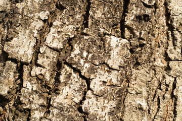 The texture of real wood. For texture and background use.
