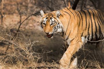Fototapeta na wymiar angry tiger