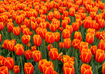Brightly colored orange and yellow tulips