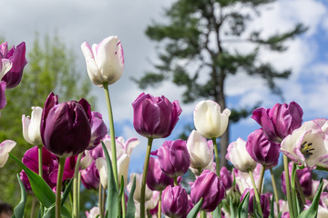 Close-up of purple and white tulips against blue sky