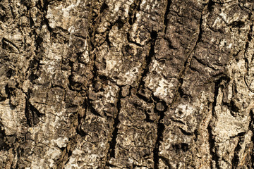 The texture of real wood. For texture and background use.