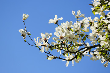 A white Magnolia tree in full flower in the spring sunshine.  Taken in Cardiff, South Wales, UK