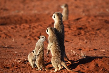 wachsame Erdm&auml;nnchenfamilie (suricata suricatta) in der Kalahari in Namibia