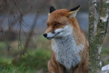 Red Fox