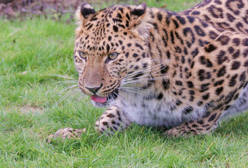 Amur Leopard