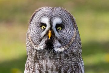 The beautiful great grey owl posing and facing