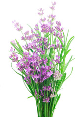 Naklejka na ściany i meble Bunch of Lavender flowers on a white background
