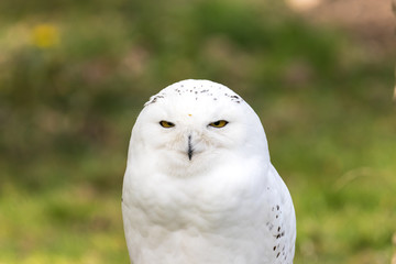 Obraz premium Beautiful standing portrait of the snowy owl