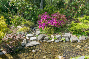Brilliant Pink Blossoms 3