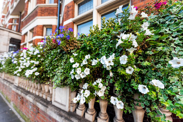 Fototapeta na wymiar London, UK Chelsea Kensington neighborhood and closeup of green plants flowers in summer on street by historic brick building