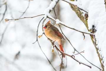 Closeup of one female red northern cardinal Cardinalis bird perched on tree branch during winter snow in northern Virginia