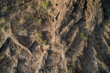 Background, tree roots on Earth