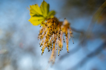 Flowers on a branch of a linden tree