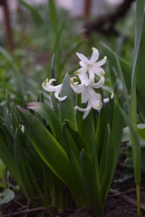 snowdrops in forest