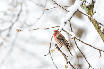 One male red house finch Haemorhous mexicanus bird perched on tree branch during winter spring snow in northern Virginia