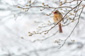 Zelfklevend Fotobehang Een vrouwelijke noordelijke kardinaal Cardinalis-vogel zat op een boomtak tijdens de wintersneeuw in Noord-Virginia met rode snavel © Kristina Blokhin