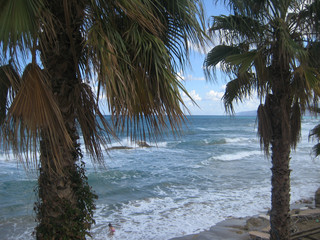 Fototapeta na wymiar Sea and palms