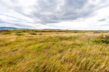 Thingvellir National Park grass in wind on windy day landscape meadow field on Golden Circle in South Iceland in autumn fall season on valley