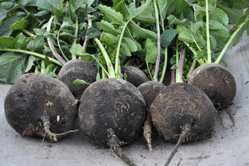 Collected from the ground black winter radish