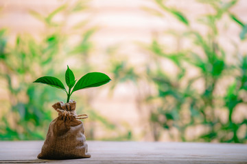 Planting coins in hemp bags - investment ideas for growth