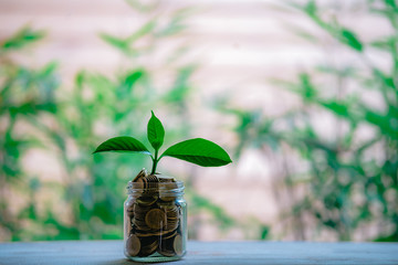 Glass jar with coins Plant seedlings grow on bottles - investment ideas for growth