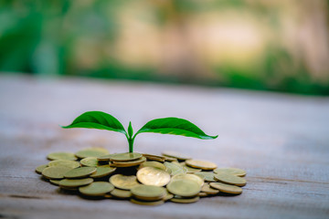 Cropping on coins - investment ideas for growth