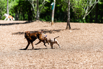 Brown pitbull mutt dogs running playing in Piedmont park on sunny summer day in Atlanta, Georgia